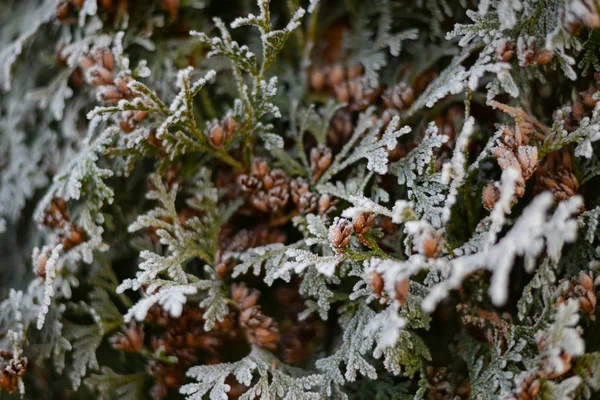 Ooit groene takken van thuja met burgeons bedekt met vorst. — Stockfoto