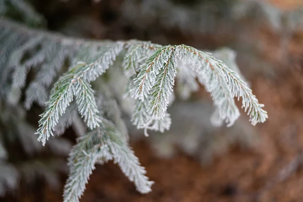 Bevroren kerstboom tak bedekt met vorst — Stockfoto