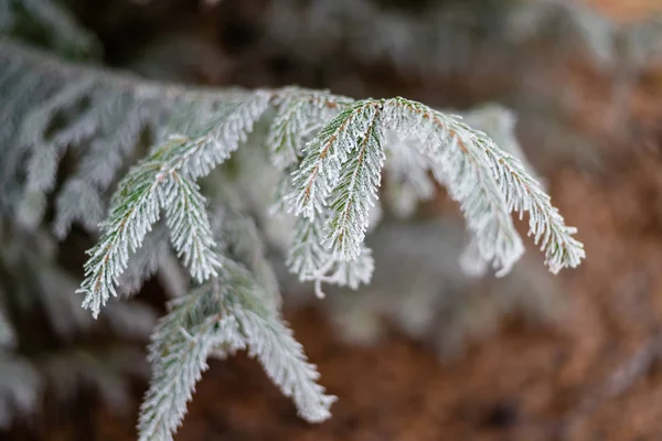 Donmuş Noel ağacı dalı frost ile kaplı
