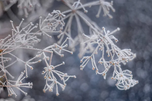 Bevroren planten met vorst over blauwe achtergrond — Stockfoto