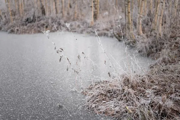 Donmuş gölet shore ile ağaç ve hoarfrost ile kaplı tesisleri