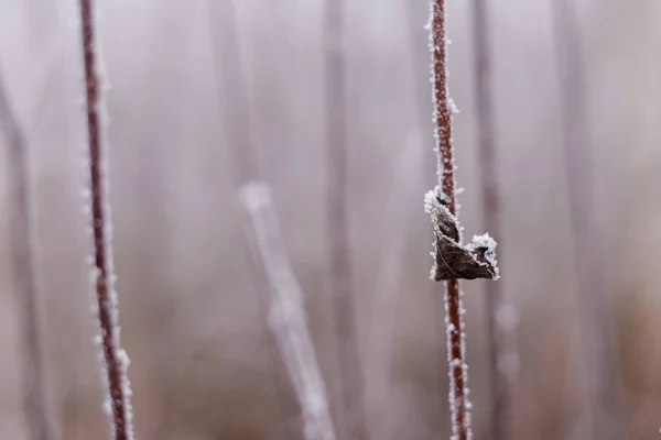 Bush dalları tarafından hoarfrost kaplı solmuş yaprak ile