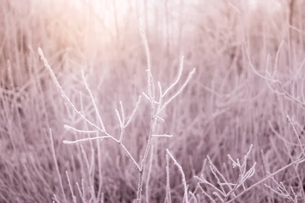 Bush dalları tarafından hoarfrost kaplı