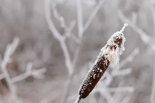 Frosted reed dicht tegen de achtergrond van de bevroren takken. — Stockfoto