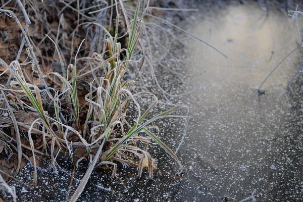 Frosty landschap met rijm op gras in de buurt van ijs. — Stockfoto