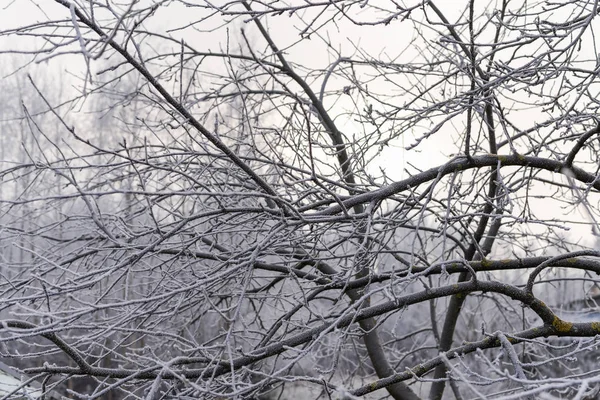 Ayaz ağaç dalları ile sabah hoarfrost ile kaplı