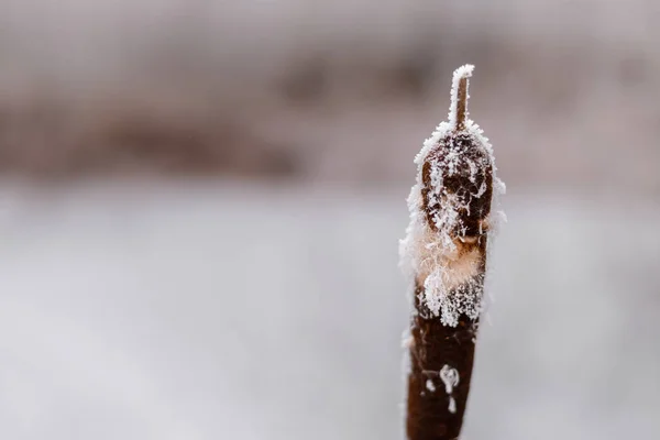 Bevroren suikerriet close-up bedekt met sneeuwvlokken. — Stockfoto