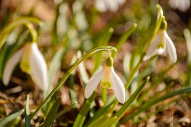 Kardelen çiçek bahar closeup güneşli gün.