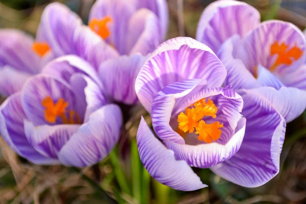 Crocus sativus çizgili mor yakın çekim. 