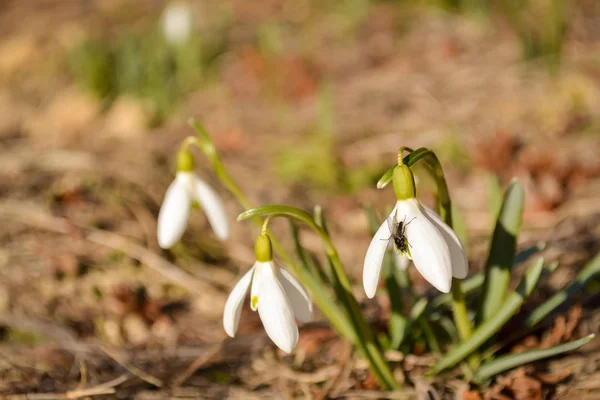 Snowdrop bloemen met vliegen op zonnige dag in het voorjaar. — Stockfoto