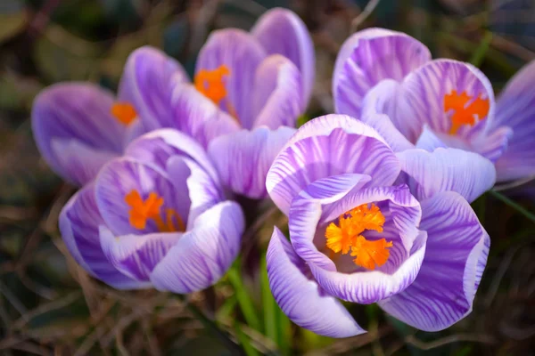 Güzel çiçek mor ve beyaz çizgili bahar crocus makro.