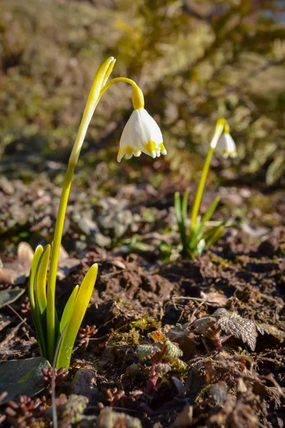 Dos delicadas gotas de nieve en un día soleado en primavera — Foto de Stock