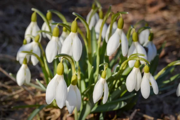 Snowdrop bloemen op zonnige dag in voorjaar closeup. — Stockfoto