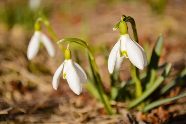 Snowdrop bloemen op zonnige dag in voorjaar closeup. — Stockfoto