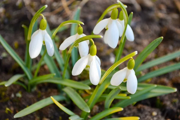 Mooie Snowdrop Lentebloemen in zonnige dag in het voorjaar. — Stockfoto