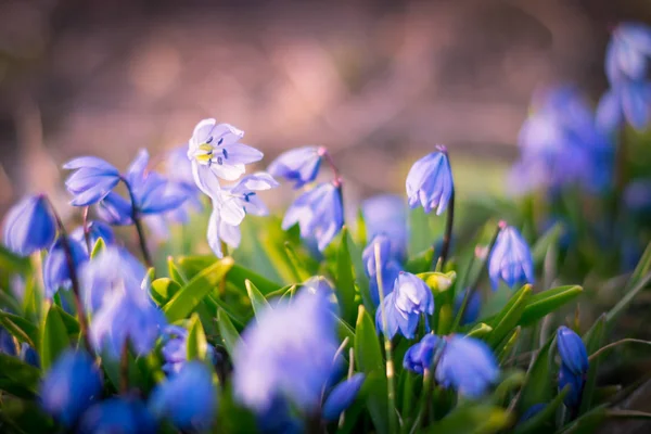 Achtergrond van de bloeiende lente bloemen Scilla. — Stockfoto