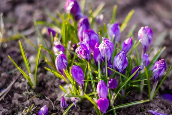 Blauwe krokus bloemen op de grond met selectieve/soft focus. NAT — Stockfoto