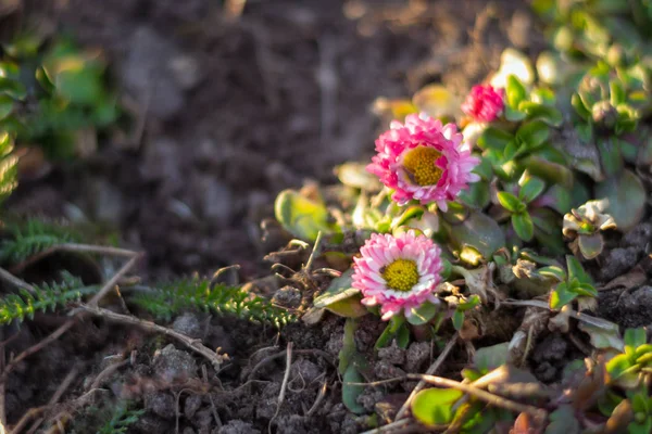 Ortak daisy (Bellis lerdeki) bahar çayırda