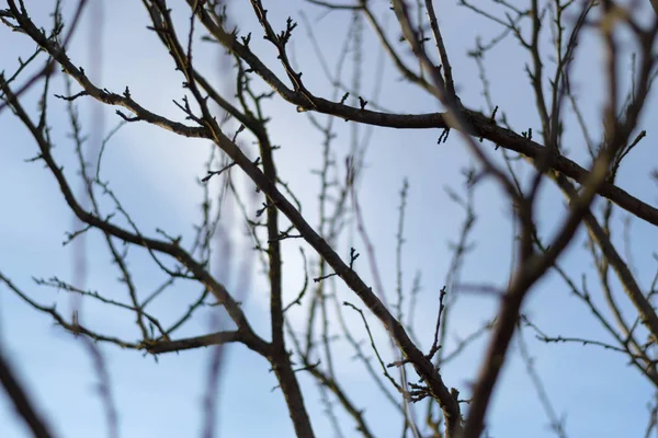 Gren av ett träd med knoppar mot den blå himlen. — Stockfoto