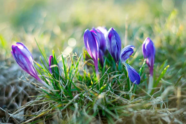 Mor çiğdemler (crocus sativus) yumuşak odak ve dağınık bokeh b