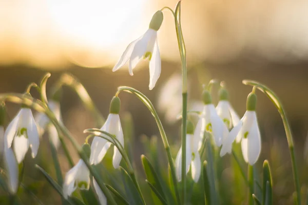 Snowdrop bloemen op zonsondergang in voorjaar closeup. — Stockfoto