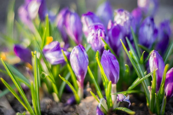 De groep van paarse Krokussen (Crocus sativus) bloei e — Stockfoto
