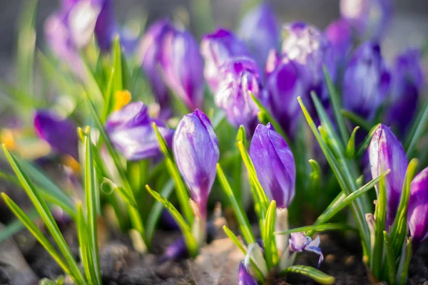 Mor çiğdemler (Crocus sativus) e çiçekli grup