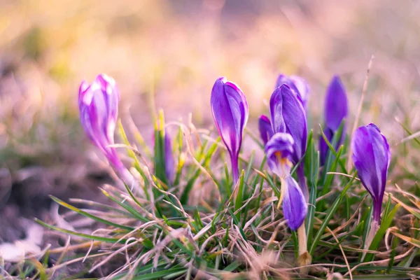 Weergave van magische lente bloemen crocus groeit in het wild levende dieren. Paars — Stockfoto