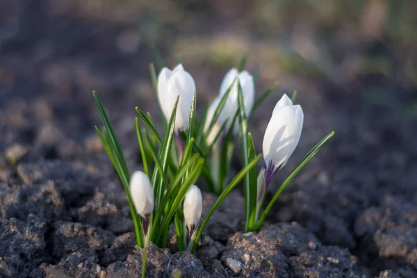 Witte crocus close-up over lege grond in het voorjaar. Symbool voor nat — Stockfoto