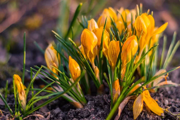 Gele krokus in het vroege voorjaar bloeien. Closeup bij zonsondergang. — Stockfoto