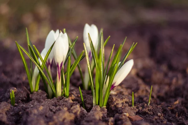 Witte crocus close-up over lege grond in het voorjaar. Symbool van het ontwaken van de natuur. — Stockfoto