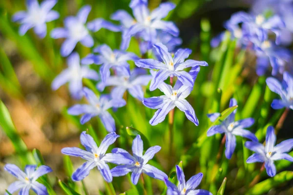 Blauwe Lentebloemen in het groene gras-closeup. — Stockfoto