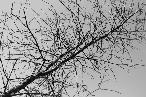 Silueta de rama de árbol aislada sobre un fondo blanco — Foto de Stock