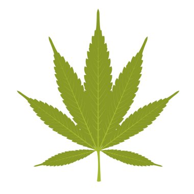 Esrar - esrar beyaz arka plan üzerinde yaprak