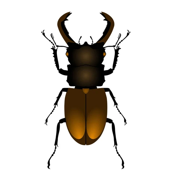 Escarabajo común vista superior, sobre fondo blanco — Archivo Imágenes Vectoriales