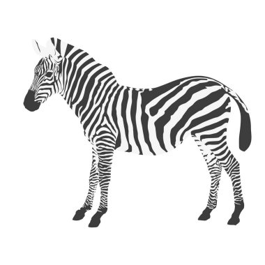 Beyaz arka plan ayakta zebra yan görünüm