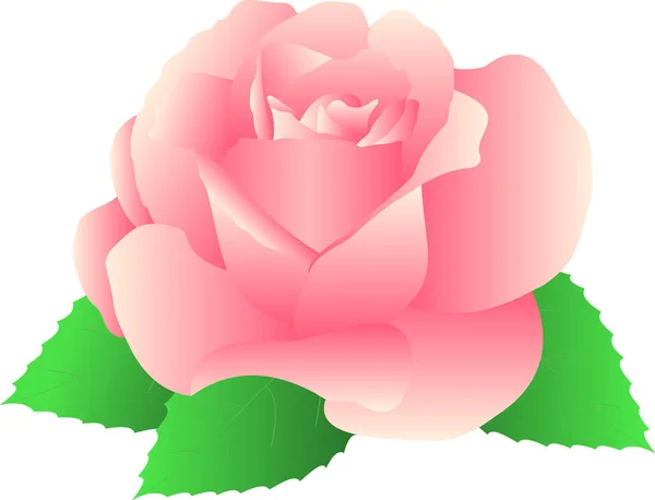 Piękna Róża Różowy Jednego Liści Zbliżenie Wektor — Wektor stockowy