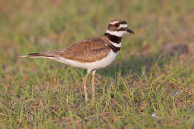 Çimenli banka üzerinde Kildeer'in duran