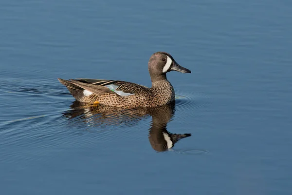 Teal-de-asa-azul — Fotografia de Stock