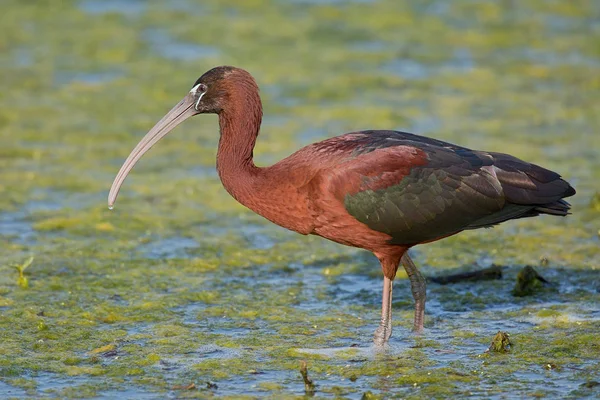 Ibis błyszczący (Plegadis falcinellus) — Zdjęcie stockowe