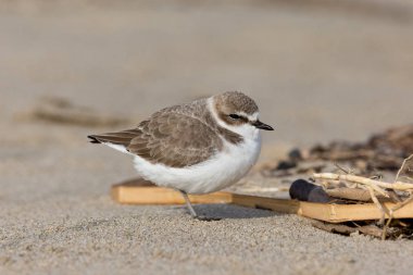 Karlı Plover (şaradrius nivosus)