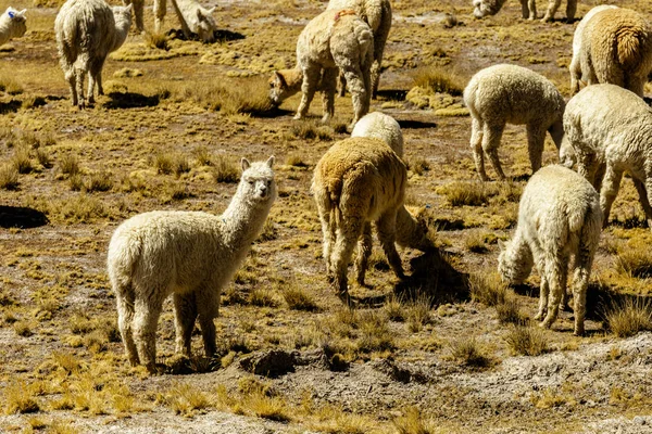 Alpaca zwierząt, przyrody Peru — Zdjęcie stockowe