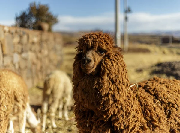 Alpaca, Peruvian Wool, Peru — Stock Photo, Image