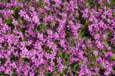 Renkli, küçük bahar çiçek yapımı kokulu bir halı