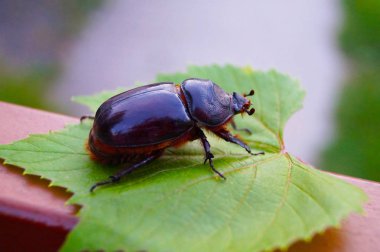 Güzel, parlak metalik böceği üzerindeki yeşil yaprak, portre