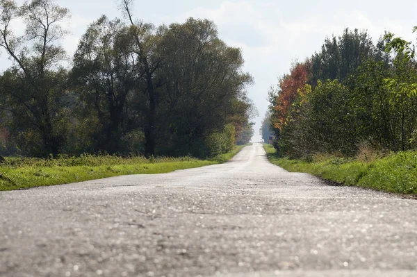 Asfalt, boş ise, köy yolunda ağaçlar ve çalılar arasında