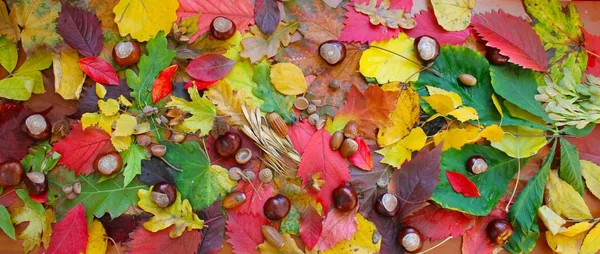 Jesienny skład liści, kasztanów, żołędzi i stożków — Zdjęcie stockowe