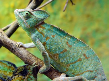 Bukalemun, kertenkele yeteneği onun rengi değiştirmek için