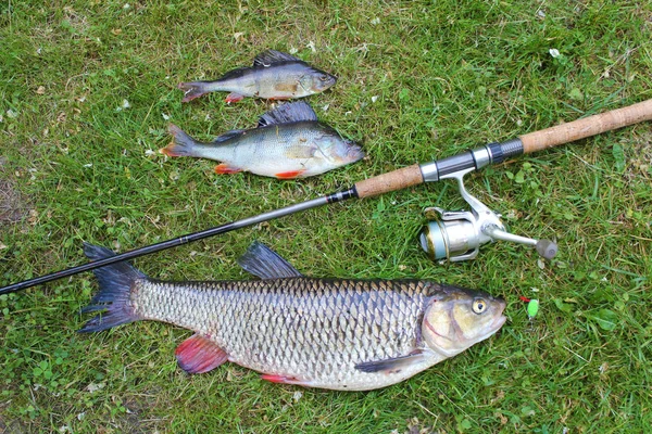 Muy buen viaje de pesca, chub grande y percha — Foto de Stock