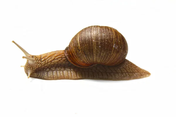 Tasty snail. Escargot de Bourgogne, Roman Snail. Snail on white — Stock Photo, Image